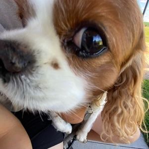 Meet your Posher, Lucy